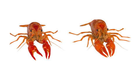 Red Crawfish