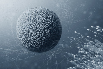 Process of Fertilization of female egg cell by sperm. Human reproductive system. 3d rendering