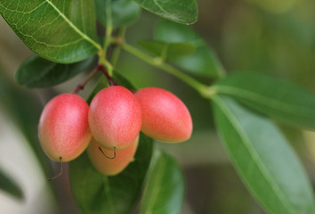 Karonda or Carunda Fruits