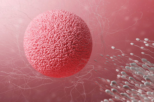 Sperm fertilizes the female egg cell in internal body environment on a red background. Concept of conceiving new organism. 3d rendering