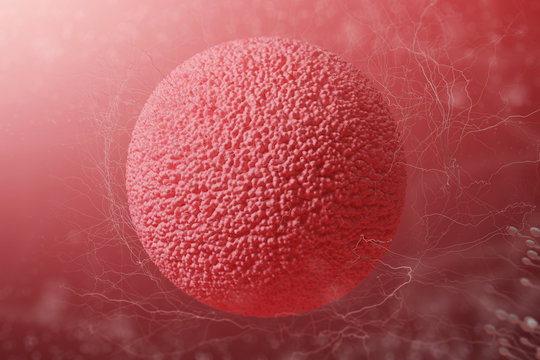 Female egg cell and sperm on a red background. Concept of reproductive system woman. 3d rendering