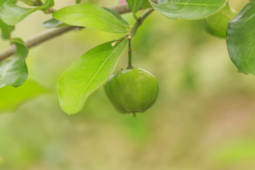 Acerola cherry of thailand