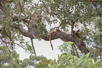 Fototapeta na wymiar Leopard eating an impala prey on tree branch, Kruger National Park, South Africa