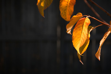 Obraz premium Fall leafs over dark background