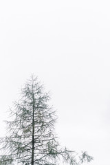 Tree in the Sky