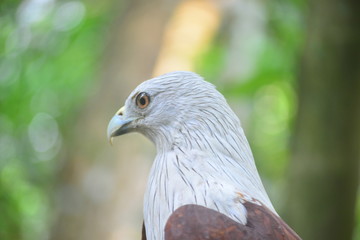 Eagle