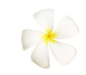 Plakat frangipani or white plumeria flowers isolated with clipping path.