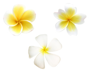 fleurs de frangipanier ou de plumeria blanches isolées avec un tracé de détourage.