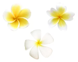 Velvet curtains Frangipani frangipani or white plumeria flowers isolated with clipping path.