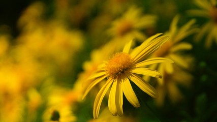 dandelion in the grass