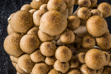 美味しいきのこの盛り合わせ delicious mushroom platter