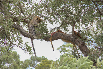 Leopard eating an impala prey on tree branch, Kruger National Park, South Africa