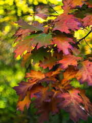 Autumn oak leaves background. Oak tree on a sunny autumn day. Oak tree branch with autumn yellow, brown and red leaves.