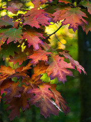 Autumn oak leaves background. Oak tree on a sunny autumn day. Oak tree branch with autumn yellow, brown and red leaves.