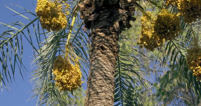 Date Palm Tree is a flowering plant species in the palm family. Date trees typically reach about 21&ndash;23 meters growing singly or forming a clump with several stems from a single root system.