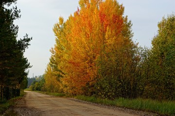 Autumn orange and red trees in the forest