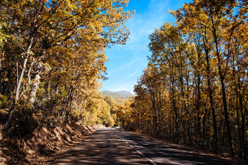 Naklejka na ściany i meble Empty road through Beech forest in Autumn