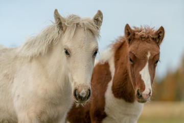 Fototapeta na wymiar Two young Icelandic horse foal