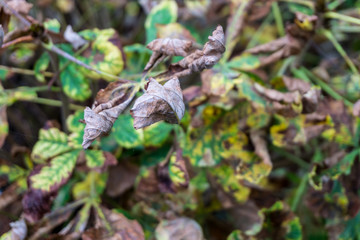 Dry leaves