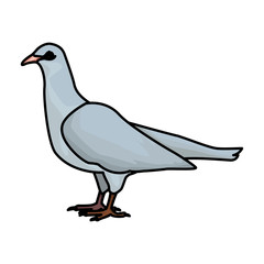 White dove bird