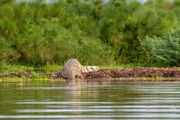 Nile Crocodile