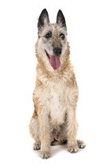 belgian shepherd laekenois