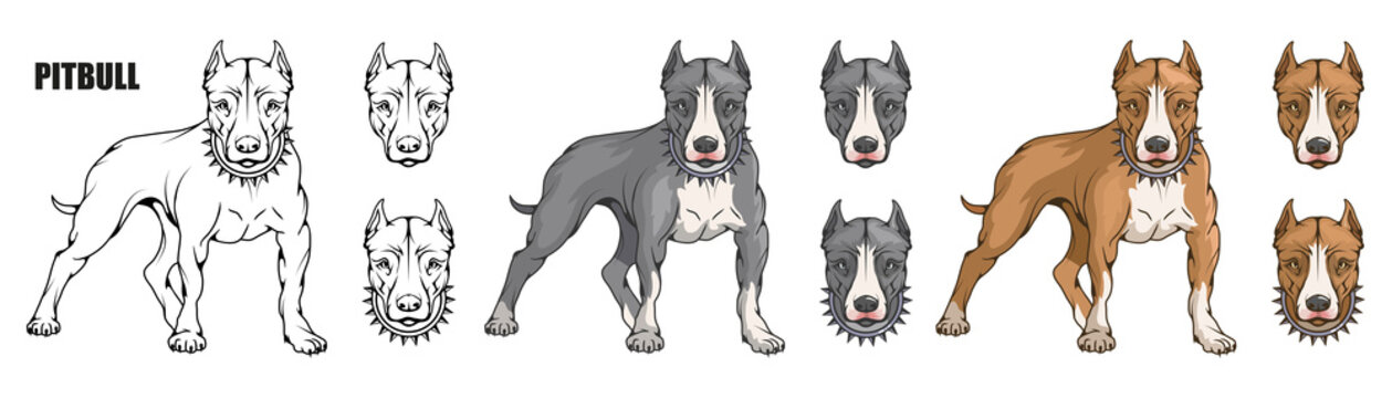 pit bull terrier, american pit bull, pet logo, dog pitbull, colored pets for design, colour illustration suitable as logo or team mascot, dog illustration, vector graphics to design