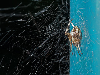 Macro Photo of Spiders are on the Web