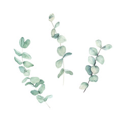 Watercolor floral set. Hand drawn isolated illustration. Botanical art background © natikka