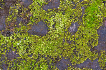 Green moss close-up on a flat stone texture