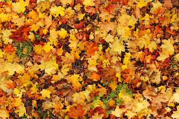 Beautiful autumn forest. Yellow and red leaves fallen from the tree and lying on the ground