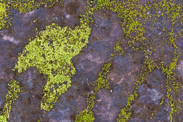 Green moss close-up on a flat stone texture