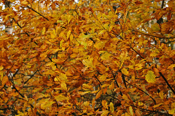 Beautiful autumn forest. Yellow and red leaves on a tree