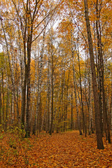 Fototapeta na wymiar Beautiful autumn forest. Trees with yellow foliage