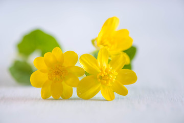 Fototapeta na wymiar nice yellow flowers