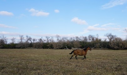 Running horse