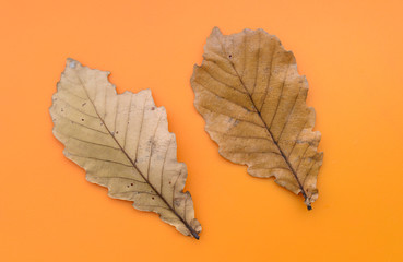 Oak leaves on an orange background.