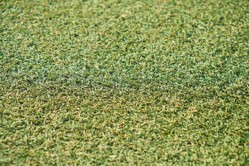 green grass background