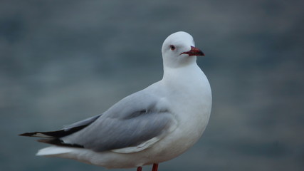 seagull roaming at the harbor