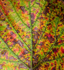Closeup of red grape leaf. Selective focus.
