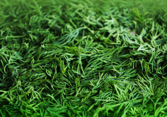 Seasoning from the green fennel cut for drying