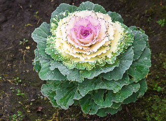Photo of a close-up plant of a decorative cabbage