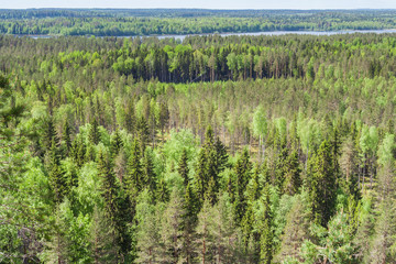 View from the mountain to the spring forest in Karelia