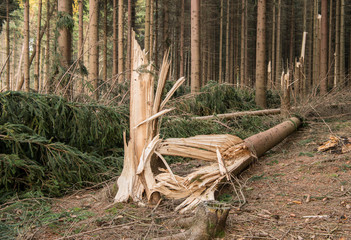 Sturmschaden, umgeknickter Baum