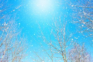 The time of winter and snow. Winter sun. Blue sky. Winter snowy nature. Frosty air. The first winter snow in the trees.