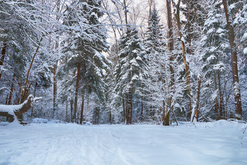 Beautiful winter forest after heavy snowfall