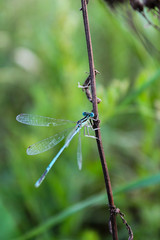 Damselfly (Coenagrion Mercuriale)