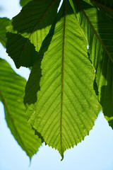 background with green leaves