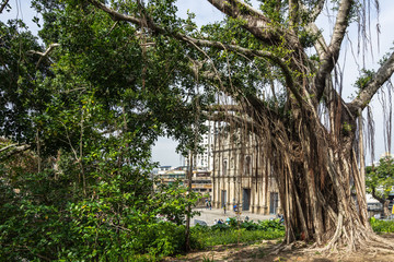 Fototapeta na wymiar A scenic old tree near Ruins of St. Paul's, one of the most famous landmark of Macau part of UNESCO World Heritage