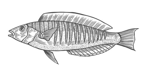 Ink sketch of fish